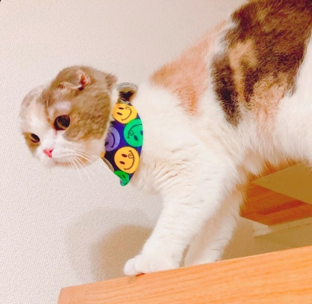 「猫用鈴付きリボンバンダナ首輪」という商品の写真。猫が実際に付けている様子。