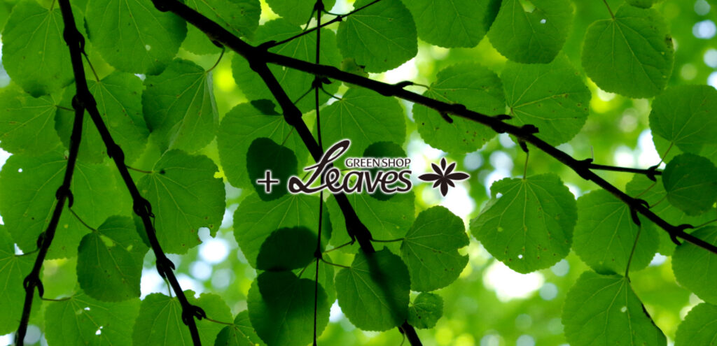 和田裕美子さんのショップ＋Leaves GREEN SHOPのトップ画像、緑の葉っぱの写真の上にショップ名が書かれている