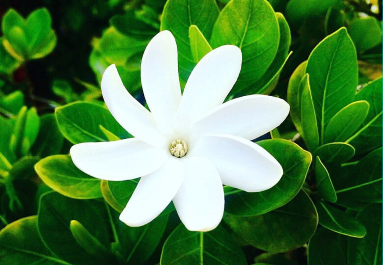 勝田好子さんのショップmoemoeaのトップ画像、緑の中に白い花が一輪咲いている
